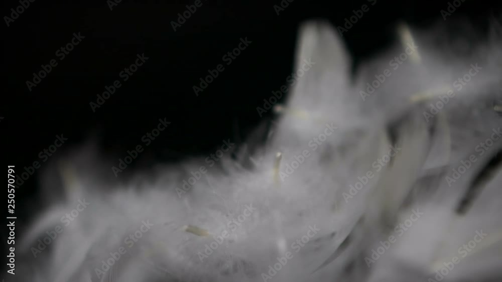 soft feather falling down on black background , sweet and soften relaxation concept