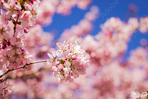 Pink blossoms on the branch with blue sky during spring blooming. Blooming cherry tree branches against a cloudy blue sky.beautiful pastel spring pink background.cherry blossom.Nature and Spring time