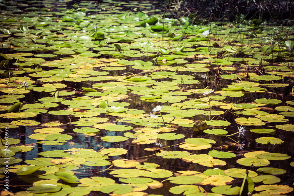 Water lilies in a lake Water lilies in a lake