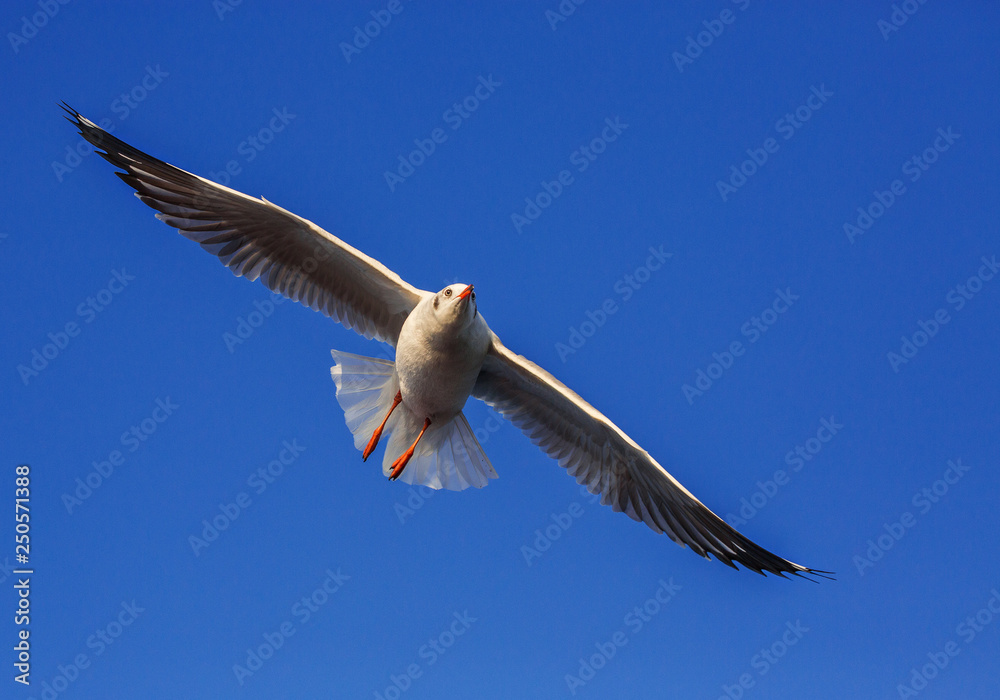 The seagull is flying in the sky. The seagull is flying in the sky.