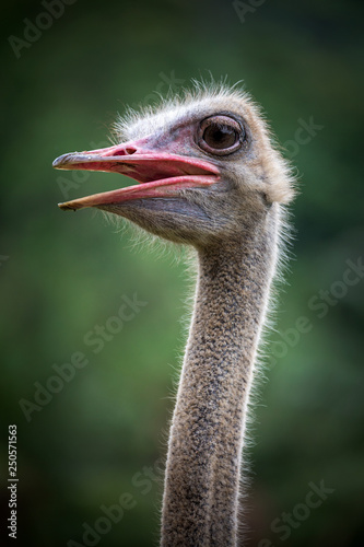 Ostrich face in a natural atmosphere.