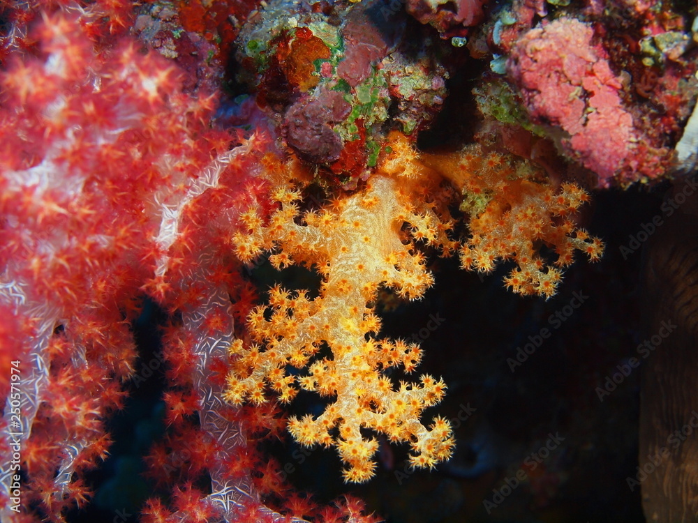 The amazing and mysterious underwater world of Indonesia, North Sulawesi, Bunaken Island, soft coral