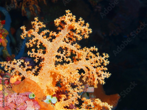 Niesamowity i tajemniczy podwodny świat Indonezji, North Sulawesi, Wyspa Bunaken, koral miękki