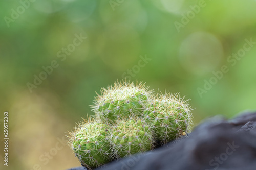 The cactus tree is placed on a rock with a green nature background.Collection of various cactus and succulent plants.