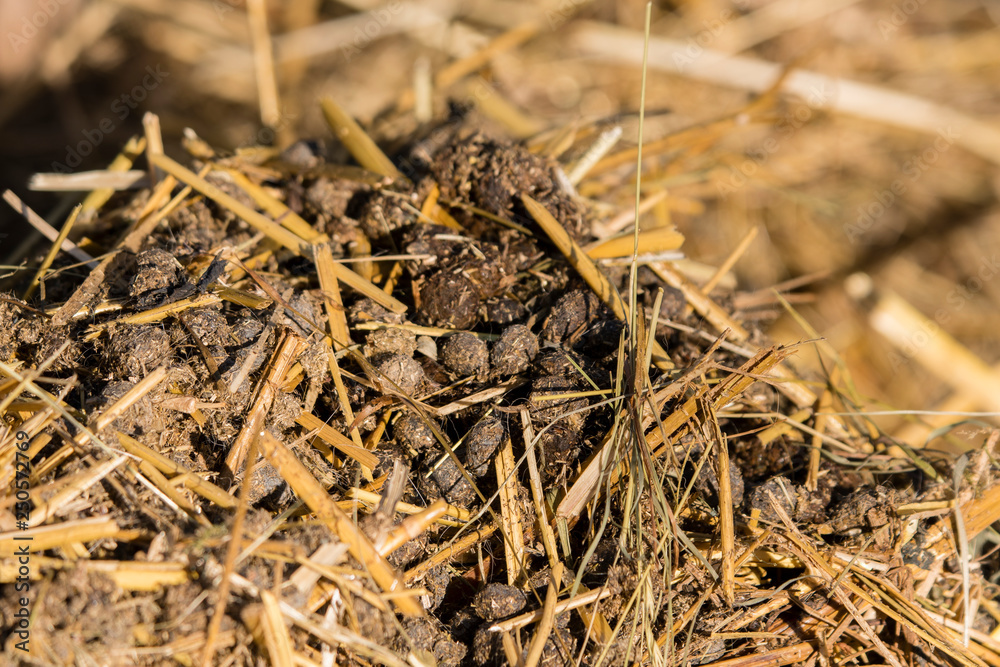 Rabbit beans - Feces on straw. Rabbit beans - Feces on straw.