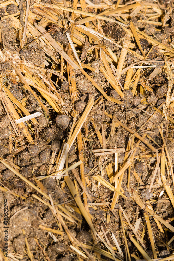 Rabbit beans - Feces on straw. Rabbit beans - Feces on straw.