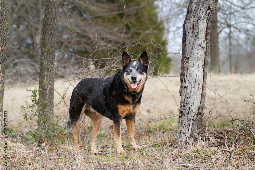Blue Heeler or Australian Cattle Dog portrait outdoors