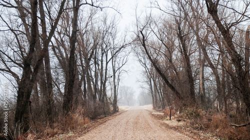 Road in the forest, winter landscape