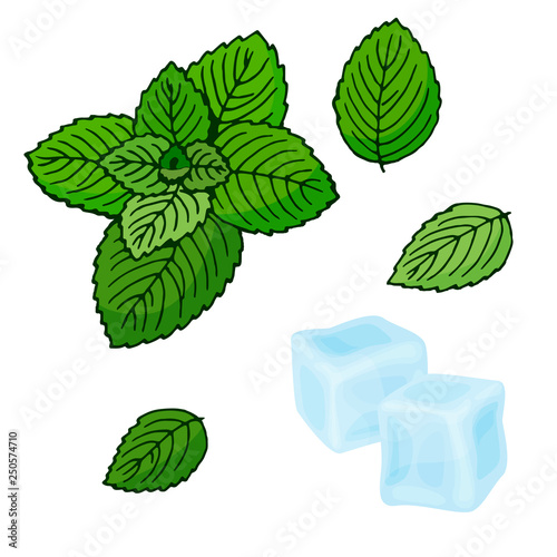 Mint and ice cubes. Vector illustration. Peppermint on a white background. Isolated objects. Set for a refreshing cocktail. Gum.