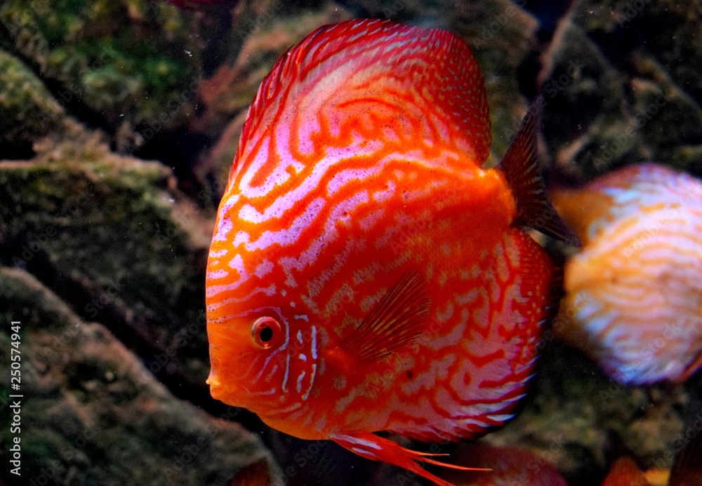 Symphysodon, colloquially known as discus, is a genus of cichlids native to the Amazon river basin in South America Symphysodon, colloquially known as discus, is a genus of cichlids native to the Amazon river basin in South America