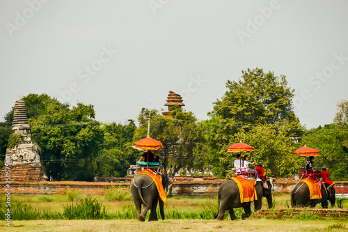 Photography Beautiful photo of Elephants near a temple, Ayutthaya taken in thailand