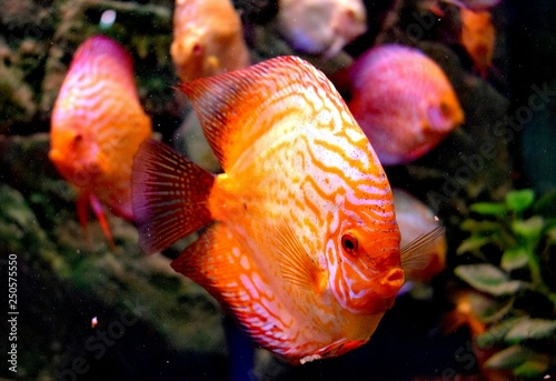 Symphysodon, colloquially known as discus, is a genus of cichlids native to the Amazon river basin in South America