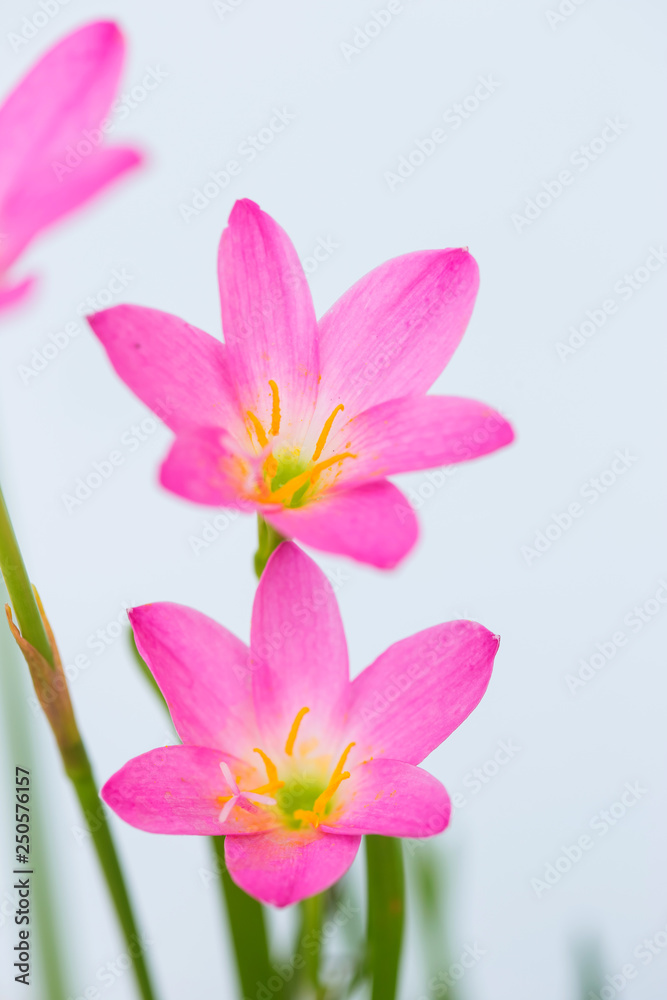 purple rain lily flower on white background. purple rain lily flower on white background.