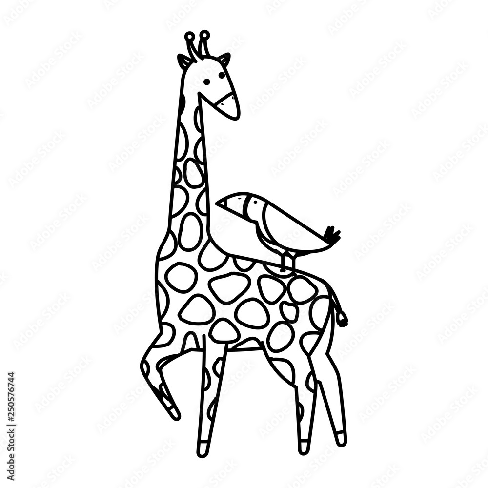 african giraffe and toucan wildlife african giraffe and toucan wildlife