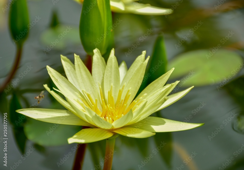 beautiful waterlily or lotus flower in pond beautiful waterlily or lotus flower in pond