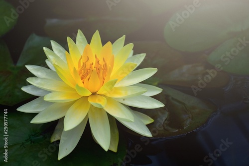 beautiful waterlily or lotus flower in pond