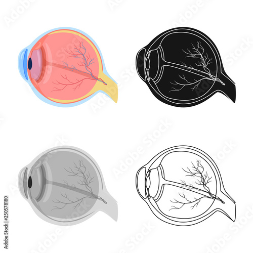 Isolated object of body and human symbol. Collection of body and medical vector icon for stock.