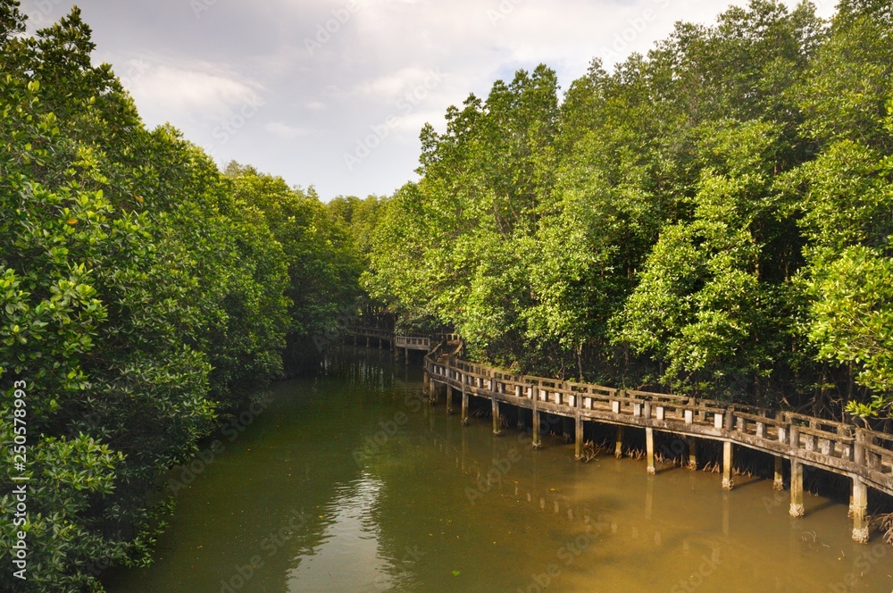 Cement walkway in mangrove forest on tropical Koh Chang island in Thailand