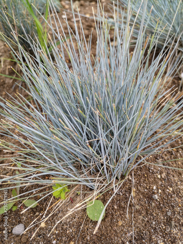 Close-up of a small Bush of silvery grass on the bare ground