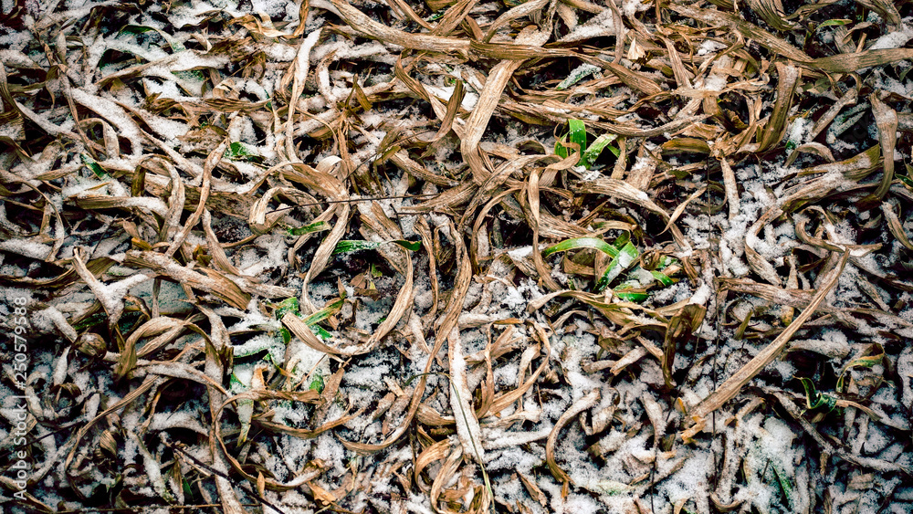 Winter Leaves and Spring Grass Winter Leaves and Spring Grass