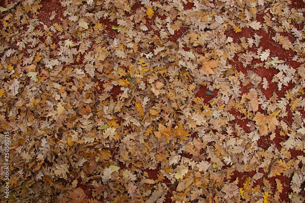 dry leaves on the ground. background of fallen oak leaves dry leaves on the ground. background of fallen oak leaves