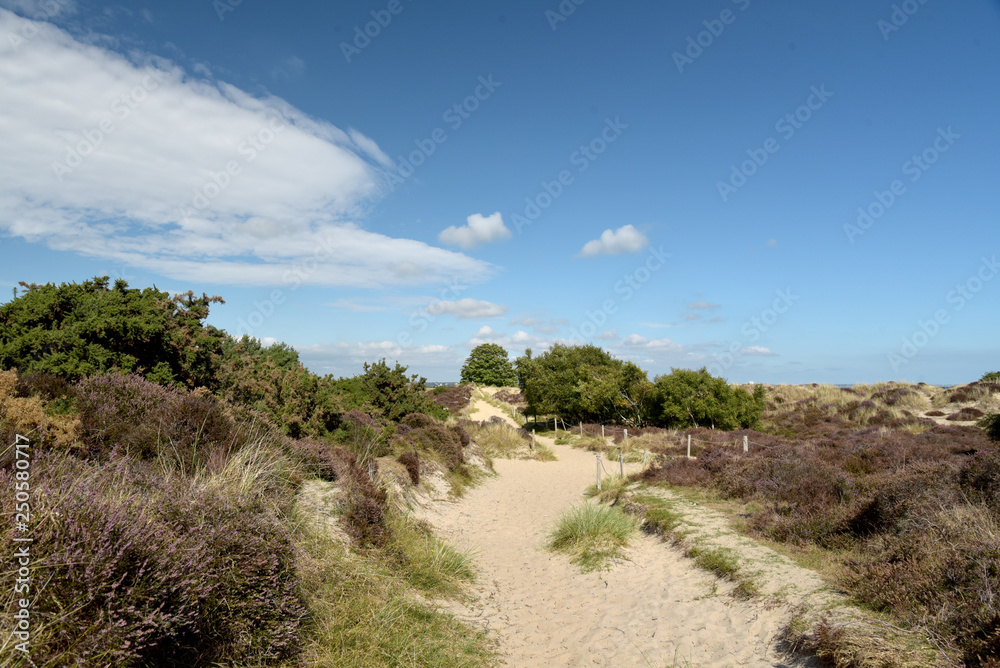 Heather trail near Studland beach on Dorset coast