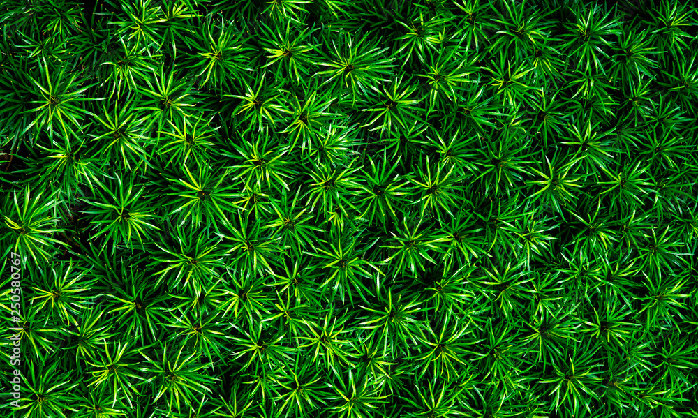Closeup of green leaves texture background. Green leaves with beautiful  pattern in jungle for organic concept. Natural plant in tropic garden.  Nature background. Small green leaf in bush background. Stock Photo |