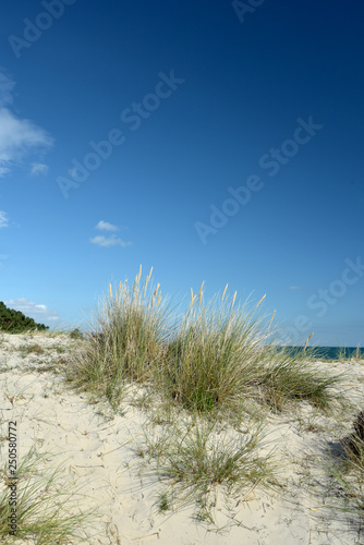 Heather trail near Studland beach on Dorset coast