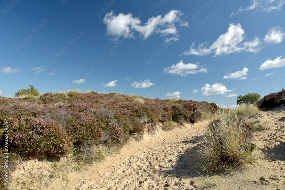 Heather trail near Studland beach on Dorset coast