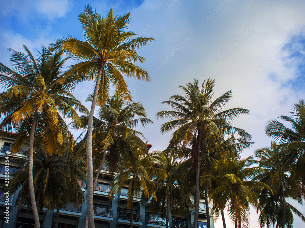 Facade of the hotel on a tropical island. Fluffy palm trees on a background of the building.