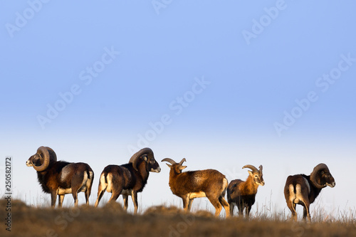 herd of muflons  photo