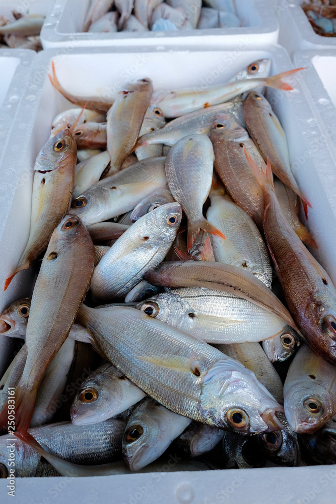 Obraz premium Fresh fish, shellfish, seafood in Cambrils Harbor Market, Catalonia, Spain