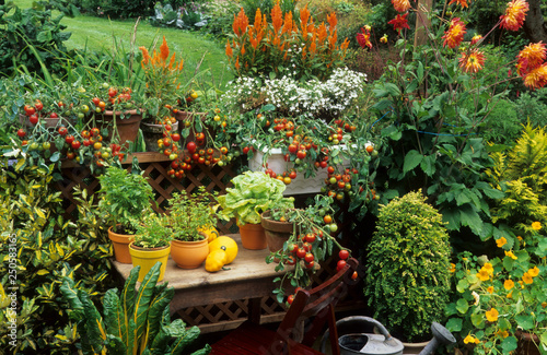 L  gumes et plantes aromatiques sur un balcon