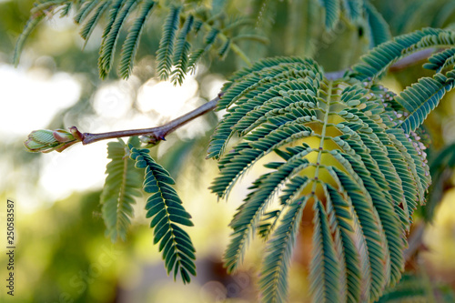 Acacia tree budding closeup micro