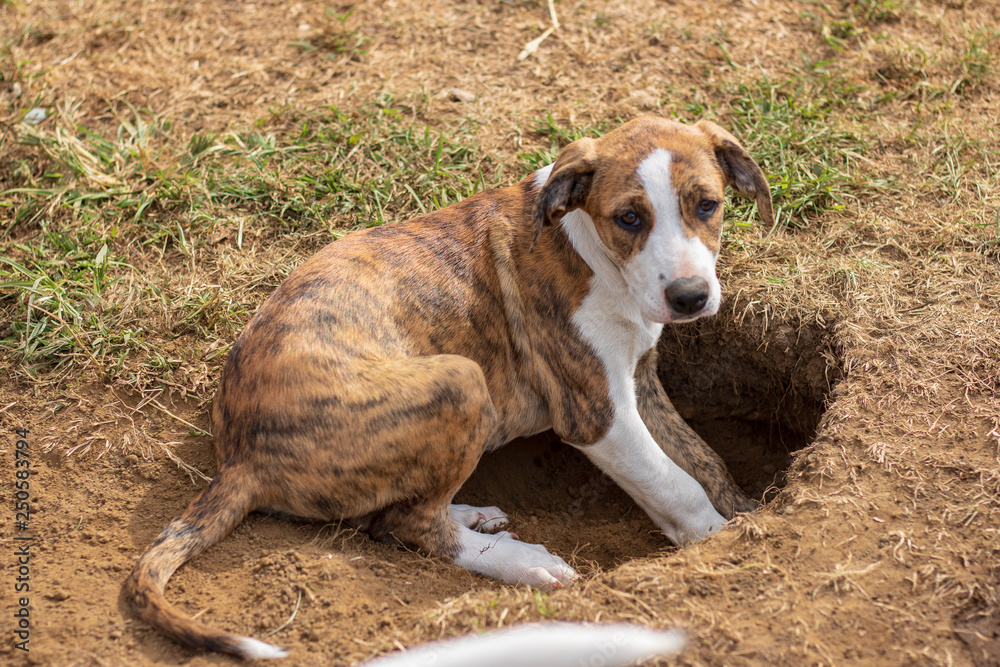 Caught a young jack russel terrier puppy in the act of digging a tunnel / hole in the backyard and looking guilty Caught a young jack russel terrier puppy in the act of digging a tunnel / hole in the backyard and looking guilty
