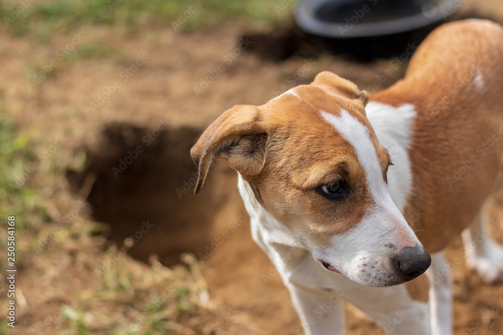 Sweet and cute jack russel terrier puppy trying to avoid eye contact after being caught digging a hole / tunnel in the backyard