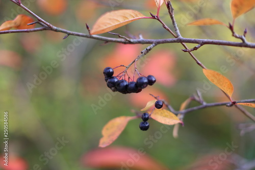 fall berrys © PernillePost