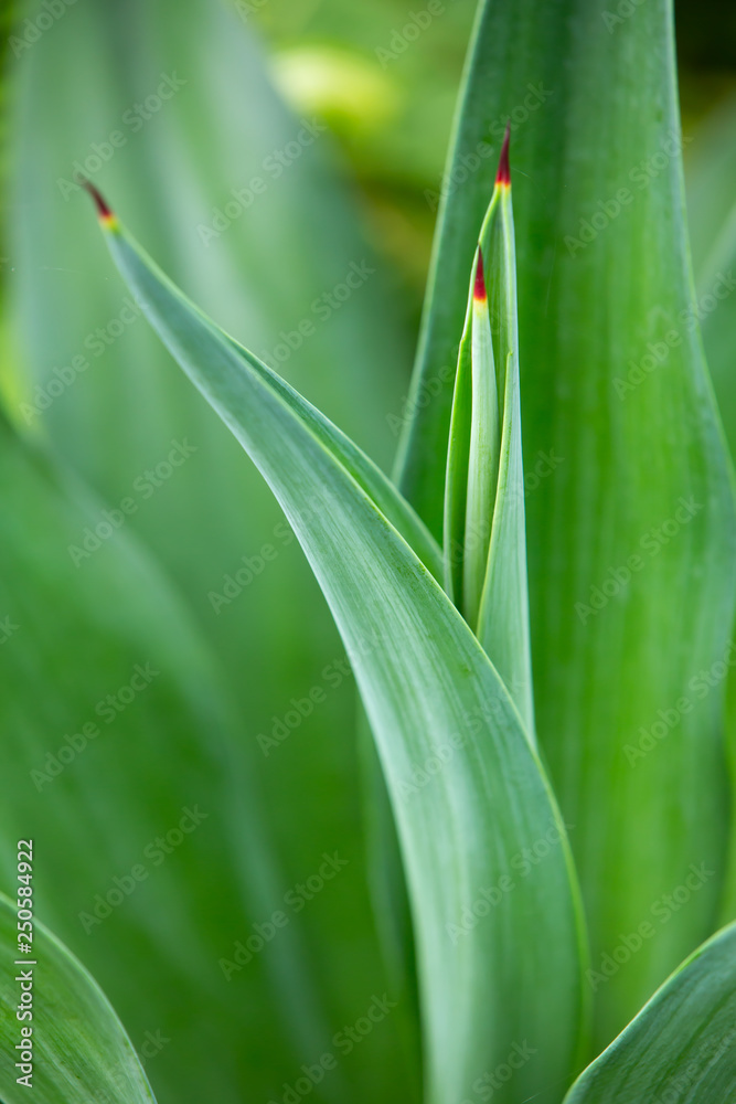Green mix red leaves pattern texture background, Close up & Macro shot, Selective focus, Abstract graphic design Green mix red leaves pattern texture background, Close up & Macro shot, Selective focus, Abstract graphic design