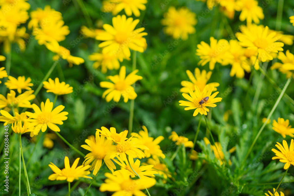 Calendula arvensis is a species of flowering plant in the daisy family known by the common name field marigold. Calendula arvensis is a species of flowering plant in the daisy family known by the common name field marigold.