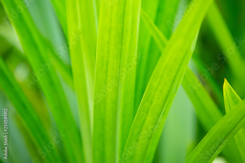 Green pandan leaves in the garden, Close up & Macro shot, Selective focus, Abstract graphic design