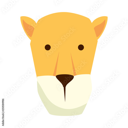 african lioness wild animal