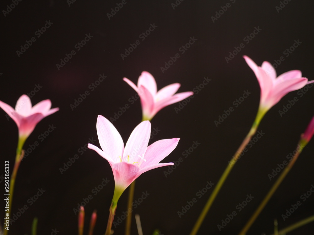 Pink rain lily flowers blooming on black background. Scientific name is Zephyranthes.