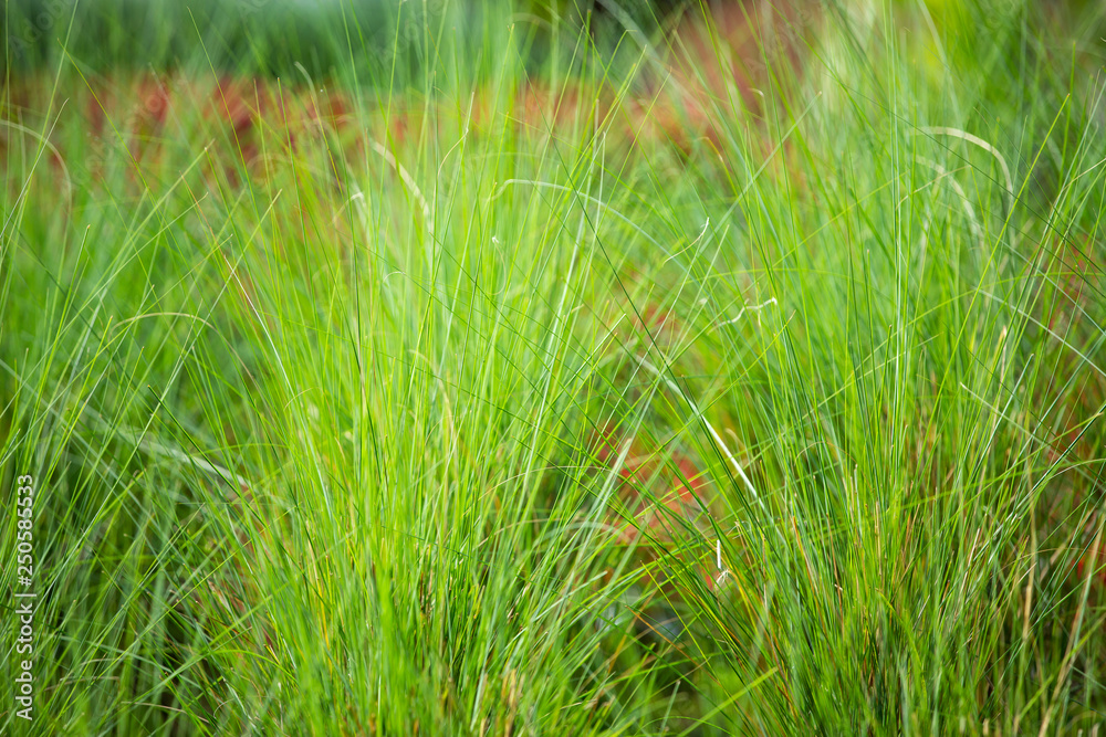 Green grass field, Close up shot, Selective focus, Abstract pattern background Green grass field, Close up shot, Selective focus, Abstract pattern background