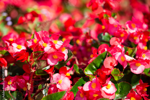 Photos Begonia, Begonia spp
