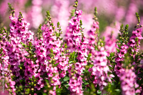 Salvia blooming in the garden, Pink colour flowers, Light and Shadow, Blurred and bokeh background, Selective focus