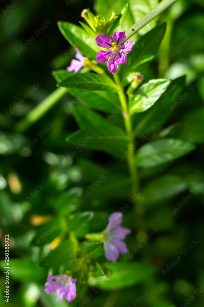 Little purple flowers in bokeh garden background, Close up & Macro shot, Selective focus, Abstract graphic design Little purple flowers in bokeh garden background, Close up & Macro shot, Selective focus, Abstract graphic design