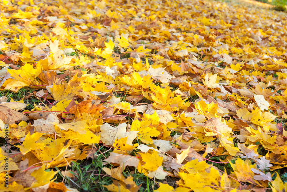 Texture of colorful yellow and red autumn maple leaves on grass. Texture of colorful yellow and red autumn maple leaves on grass.