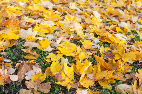 Texture of colorful yellow and red autumn maple leaves on grass.