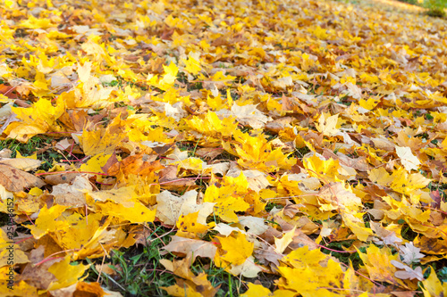 Texture of colorful yellow and red autumn maple leaves on grass.