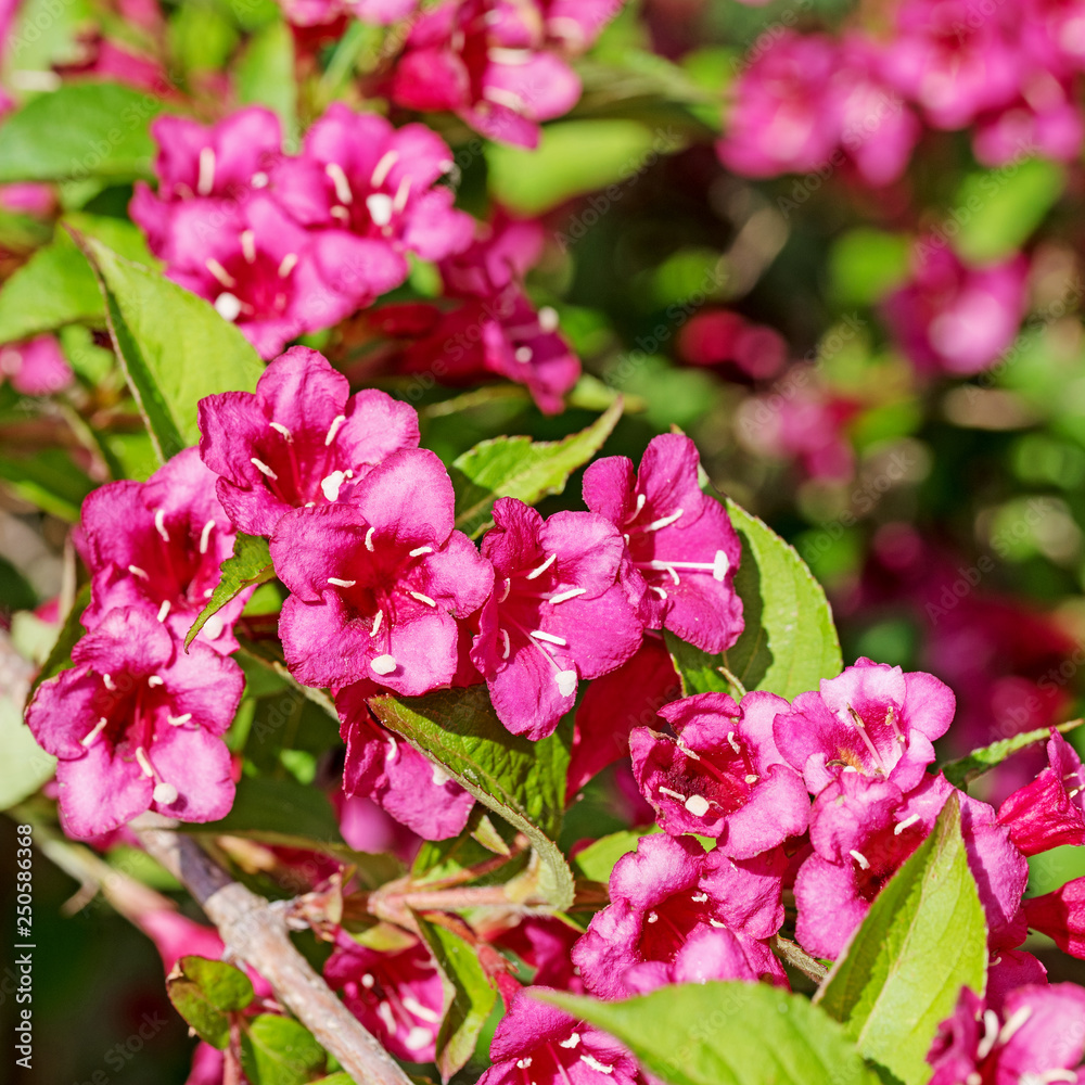 Blühender Glockenstrauch, Weigela Blühender Glockenstrauch, Weigela